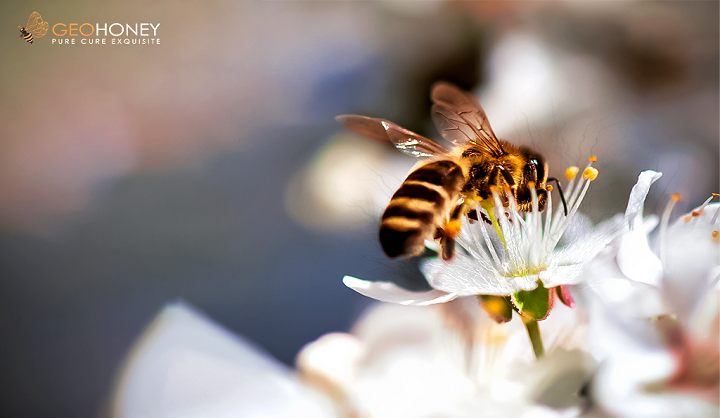 Electric Ecology: Research Showed Honey Bees Also Use Electricity Naturally!